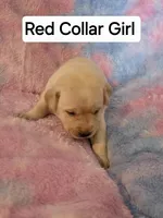 Red Collar , a female Labrador Retriever for sale in Kalama, WA – Photo 4 of 6