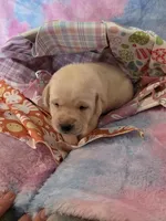 Red Collar , a female Labrador Retriever for sale in Kalama, WA – Photo 3 of 6