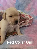 Red Collar , a female Labrador Retriever for sale in Kalama, WA – Photo 2 of 6