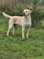 Yellow Collar, a female Labrador Retriever for sale in Kalama, WA – Photo 8 of 8