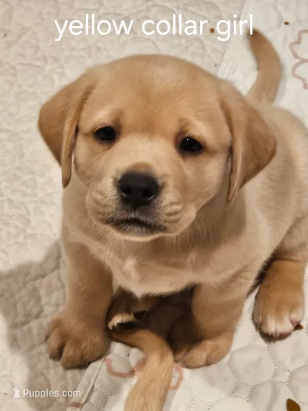 Yellow Collar – Labrador Retriever puppy for sale in Kalama, WA