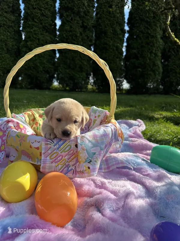 Yellow Collar – Labrador Retriever puppy for sale in Kalama, WA
