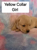 Yellow Collar, a female Labrador Retriever for sale in Kalama, WA – Photo 5 of 8