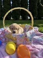 Yellow Collar, a female Labrador Retriever for sale in Kalama, WA – Photo 4 of 8