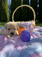 Yellow Collar, a female Labrador Retriever for sale in Kalama, WA – Photo 2 of 8