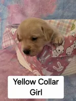 Yellow Collar, a female Labrador Retriever for sale in Kalama, WA – Photo 6 of 8