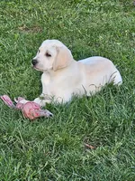 Green Collar, a male Labrador Retriever for sale in Kalama, WA – 3 of 7