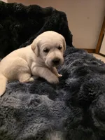 Lite Pink , a female Labrador Retriever for sale in Kalama, WA – 2 of 7