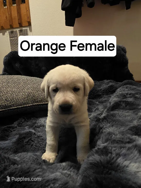 Willow Orange Collar – Labrador Retriever puppy for sale in Kalama, WA