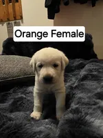 Willow Orange Collar, a female Labrador Retriever for sale in Kalama, WA – 1 of 6