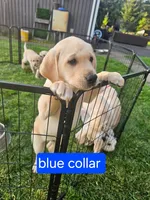 Blue Collar, a female Labrador Retriever for sale in Kalama, WA – 2 of 8