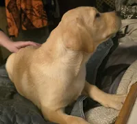 Male 2, a male Labrador Retriever for sale in Kalama, WA – 3 of 7
