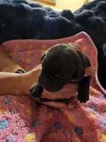 Hot Pink , a female Labrador Retriever for sale in Kalama, WA – 2 of 4