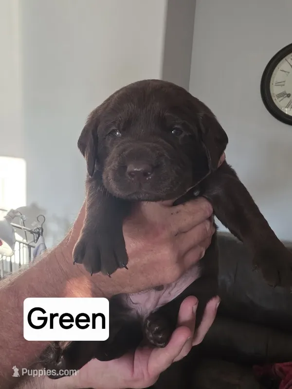 Green Collar – Labrador Retriever puppy for sale in Kalama, WA