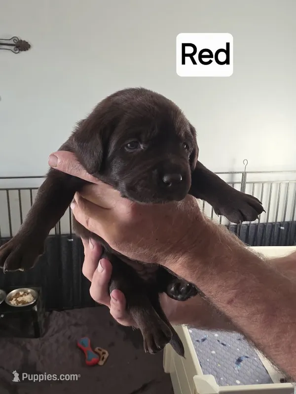 Red female – Labrador Retriever puppy for sale in Kalama, WA
