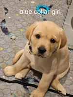Blue Collar, a female Labrador Retriever for sale in Kalama, WA – 5 of 8
