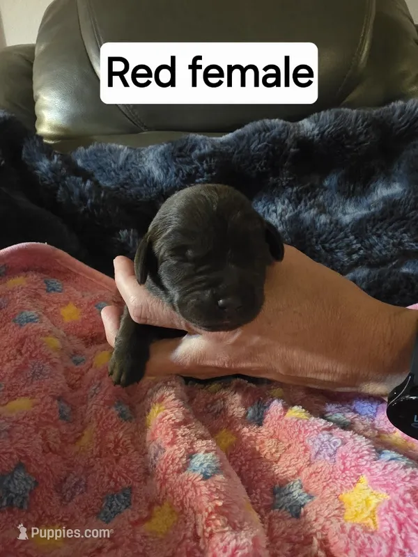 Red female – Labrador Retriever puppy for sale in Kalama, WA