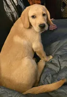 Yellow Male 1, a male Labrador Retriever for sale in Kalama, WA – 2 of 8