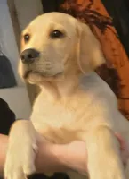 Male 2, a male Labrador Retriever for sale in Kalama, WA – 2 of 7