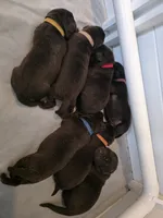 Pink collar, a female Labrador Retriever for sale in Kalama, WA – 5 of 6