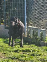 Willow Orange Collar, a female Labrador Retriever for sale in Kalama, WA – 6 of 6