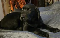 Black female, a female Labrador Retriever for sale in Kalama, WA – 4 of 5