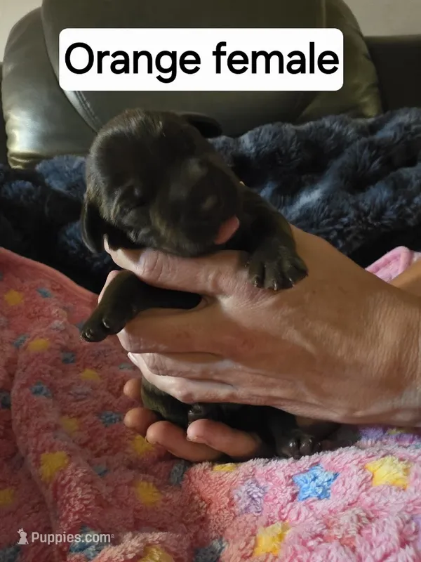 Orange Collar – Labrador Retriever puppy for sale in Kalama, WA