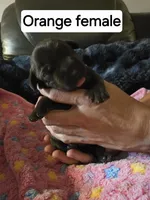 Orange Collar, a female Labrador Retriever for sale in Kalama, WA – 1 of 7