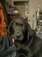 Black female, a female Labrador Retriever for sale in Kalama, WA – 5 of 5