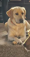 Lite Pink , a female Labrador Retriever for sale in Kalama, WA – 6 of 7