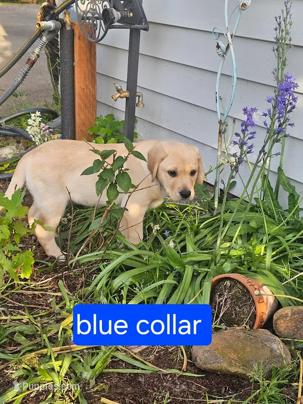 Blue Collar – Labrador Retriever puppy for sale in Kalama, WA