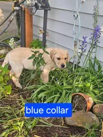 Blue Collar, a female Labrador Retriever for sale in Kalama, WA – 1 of 8
