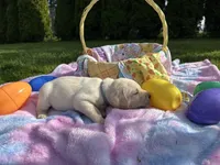 Grey Collar , a male Labrador Retriever for sale in Kalama, WA – Photo 3 of 8