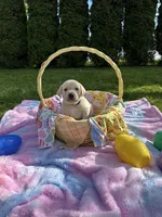 Grey Collar , a male Labrador Retriever for sale in Kalama, WA – Photo 2 of 8