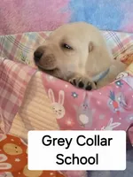 Grey Collar , a male Labrador Retriever for sale in Kalama, WA – Photo 5 of 8