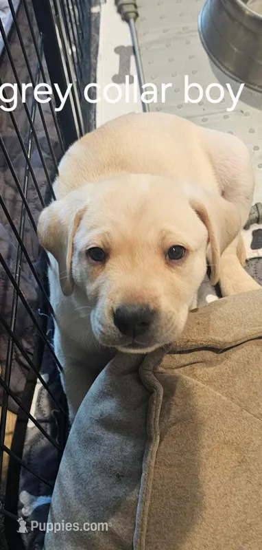 Grey Collar  – Labrador Retriever puppy for sale in Kalama, WA