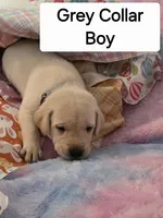 Grey Collar , a male Labrador Retriever for sale in Kalama, WA – Photo 4 of 8