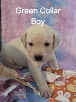 Grey Collar , a male Labrador Retriever for sale in Kalama, WA – Photo 6 of 8