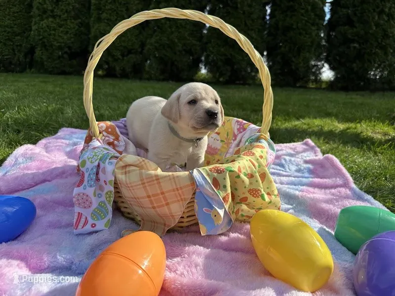 Grey Collar  – Labrador Retriever puppy for sale in Kalama, WA