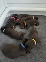 Red female, a female Labrador Retriever for sale in Kalama, WA – 4 of 6