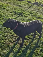 Purple Collar , a female Labrador Retriever for sale in Kalama, WA – Photo 6 of 9