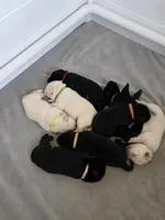 Purple Collar , a female Labrador Retriever for sale in Kalama, WA – Photo 7 of 9