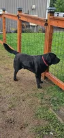 Purple Collar , a female Labrador Retriever for sale in Kalama, WA – Photo 4 of 9