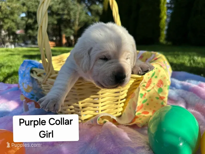 Purple Collar  – Labrador Retriever puppy for sale in Kalama, WA