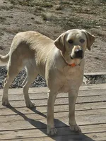 Purple Collar , a female Labrador Retriever for sale in Kalama, WA – Photo 5 of 9