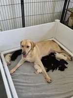 Purple Collar , a female Labrador Retriever for sale in Kalama, WA – Photo 8 of 9