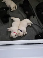 Purple Collar , a female Labrador Retriever for sale in Kalama, WA – Photo 9 of 9