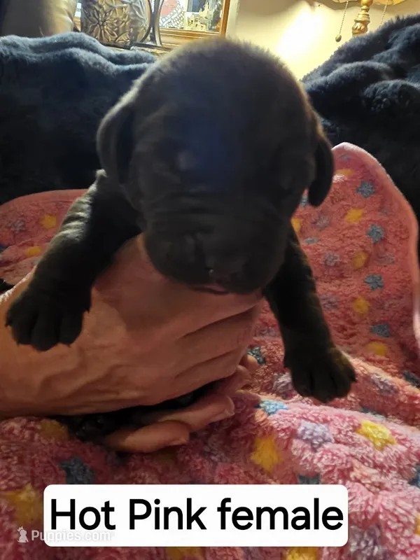Hot Pink  – Labrador Retriever puppy for sale in Kalama, WA