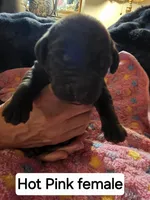 Hot Pink , a female Labrador Retriever for sale in Kalama, WA – 1 of 4
