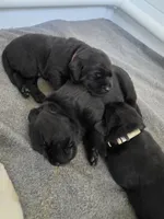 Yellow Collar, a female Labrador Retriever for sale in Kalama, WA – Photo 3 of 8